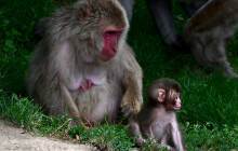 Otevřený výběh s lávkou v Zoo Olomouc ožil. Tlupa makaků má nová mláďata