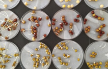 Bude hrách hrdinou sucha? Botanici testují jeho odolnost