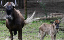 Pakoním se v Olomouci daří. Už od devadesátých let