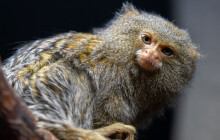 Jak vypadá nejmenší opice na světě? Nově jsou k vidění v Zoo Olomouc