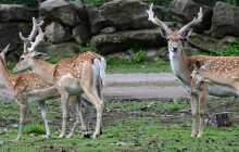 Jediné stádo daňků mezopotámských v ČR se rozrostlo