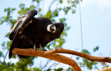 Zoo Olomouc se stala domovem největších dravců na světě, voliéru jim opravila na míru