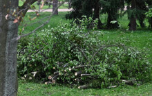 Část Dvořákova stromořadí se uzavře. Budou probíhat zásahy arboristů