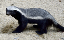 Olomoucká zoo hlásí vzácný přírůstek. Návštěvníci teď mohou vidět nečekané mládě