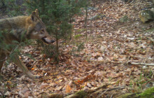 Jak moc chránit vlka? Stát navrhuje změnu, ochránci přírody varují před pytláctvím