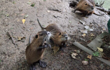 Nutrie na odstřel. Město bojuje s přemnoženými škůdci