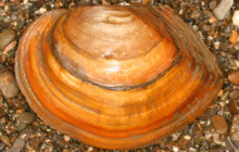 Invazní mlži ohrožují rybník u Litovle. Úřady apelují na občany, aby je nepřemisťovali