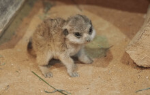 Nový přírůstek Zoo Olomouc slaví měsíc a už pobíhá ve výběhu