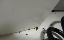 Prodejnu inspektoři uzavřeli. Našli tam trus i plísně