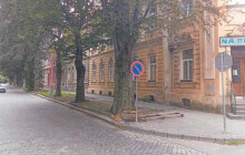 Prostějov nechá pokácet dva vzrostlé stromy. Kvůli houbě hrozí jejich pád