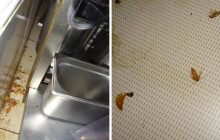 V restauraci Riegrovka se objevili švábi. Inspektoři zavřeli část podniku