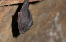 Ticho podzemí a šelest křídel. Javoříčské jeskyně lákají na setkání s netopýry