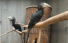 Po letech slaví Olomouc úspěch. Vylíhla se mláďata vzácných zoborožců