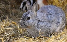 Přerovské výstaviště bude o víkendu hostit Okresní dožínky a celostátní výstavu zvířat