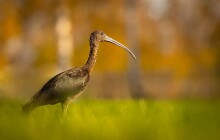 Vzácného ibise hnědého viděli i v Tovačově. Ornitologové řeší i záhadný úhyn