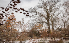 Má 130 let a dostal státní ochranu. Univerzita má první památný strom