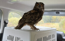 Zima je pro zvířata zkouškou. Záchranná stanice na Šumpersku řeší srážky i nalezené netopýry