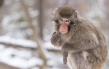 Některým zvířatům zimní teploty svědčí. Zoo Olomouc láká na levnější vstupné