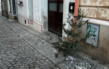 Patří na sběrný dvůr nebo k popelnicím. Každé město sváží vánoční stromky jinak