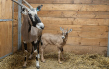 Kdo vyhrál první mládě roku v olomoucké zoo? Tradiční boj o prvenství už má vítěze