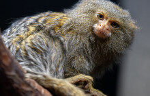 Dvojčata nejmenších opic jsou na světě