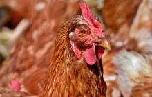 Město varuje: v regionu se objevila ptačí chřipka