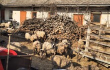 Chovatel na Olomoucku několik let týral ovce. O podvyživené ovce se teď starají farmáři