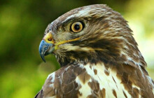 Olovo v lese dělá neplechu. O otráveného dravce se teď stará záchranná stanice