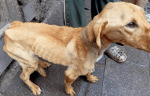 Veterináři odhalili v kraji nelegální množírny. Desítky psů žily v otřesných podmínkách