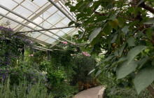 Sbírkové skleníky jsou za hranicí své životnosti, říká Bačák. Přejdou pod město