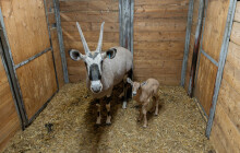 Největším chovatelem je olomoucká zoo. Přivítala neuvěřitelných 14 mláďat oryxů