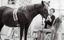 Podpořte Zafiru. Terapeutický kůň z fakultky se může stát jedničkou letošního roku