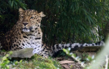 Olomoucká zoo slaví. Na svět přivítala tři vzácné levharty