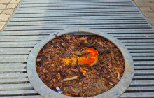 Kácení stromů pobouřilo Olomoučany. Náměstek teď slibuje nápravu