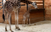 Spadla ze dvou metrů a hned udělala první krůčky. Zoo slaví narození Sisi