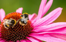 Jaro probouzí i hmyz. Jak se starat o čmeláky na zahradě?