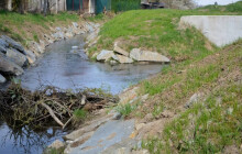 Bobrů na Nemilance přibylo, žijí tu tři rodinky. Postavili si svou hráz