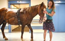 Znají ji i dětští pacienti. Nejlepšího terapeutického koně vyhrála klisna Zafira z Přestavlčic