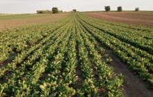 Nejdřív jahody, pak česnek a oblíbené melouny. Kdy začíná samosběr?