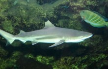 Do olomoucké zoologické zahrady dorazila další samice žraloka