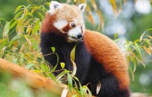 Z Olomoucké zoo utekla panda červená. Na pomoc museli přijet hasiči