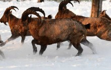 FOTOREPORT: Sněhová nadílka zasypala Zoo Olomouc