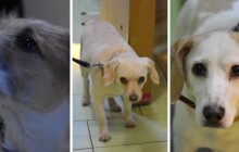 Hledáme domov #26: Daisy a Fido hledají domov, proč jsou v útulku?