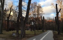 Dřevorubci prořezávají jírovce v olomouckém parku, prodlouží se jejich životnost