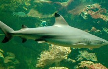 Smutná zpráva ze Zoo Olomouc. Dnes ráno uhynula samice žraloka