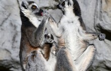 V Zoo Olomouc se narodilo mládě lemura, tři měsíce stráví zavěšené na matce