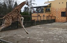 VIDEO: Zoo Olomouc má nového žirafího samce. Na Hanou přicestoval z Polska