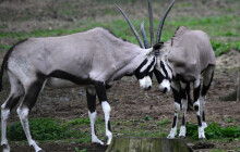 VIDEO: Oryxové ve výběhu. Zoo Olomouc vypustila stádo