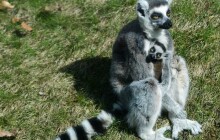 V uzavřené zoo se narodilo mládě lemura kata