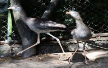 Zoo Olomouc představuje návštěvníkům „hrůzoptáka“